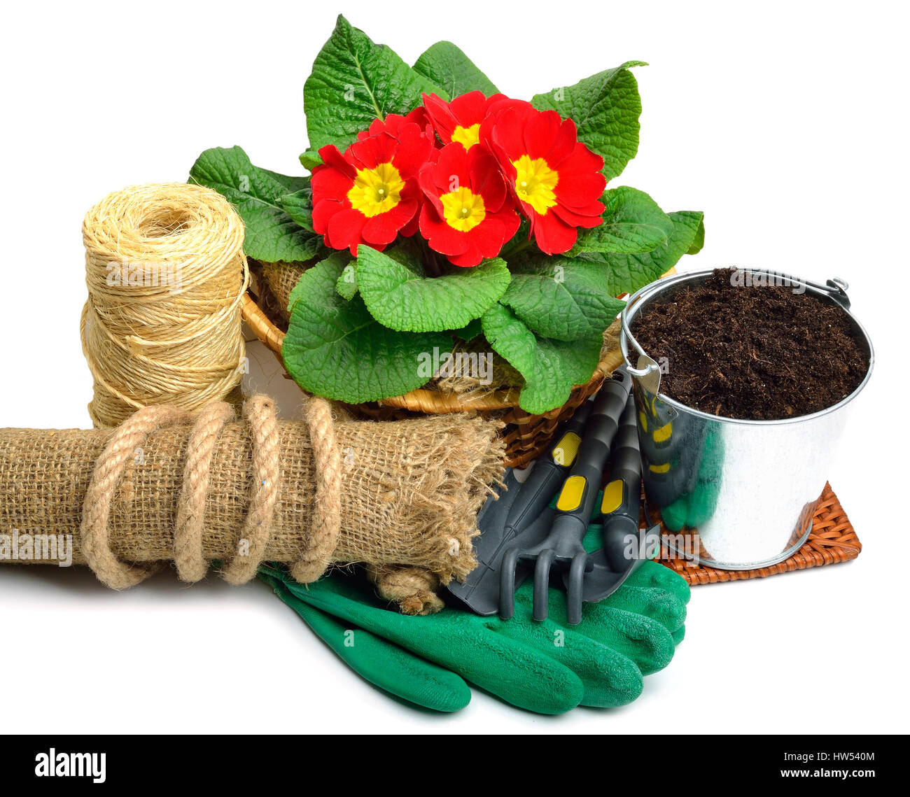 Blooming red spring primulas in flower bed with rake, shovel, rubber gloves isolated on white Stock Photo