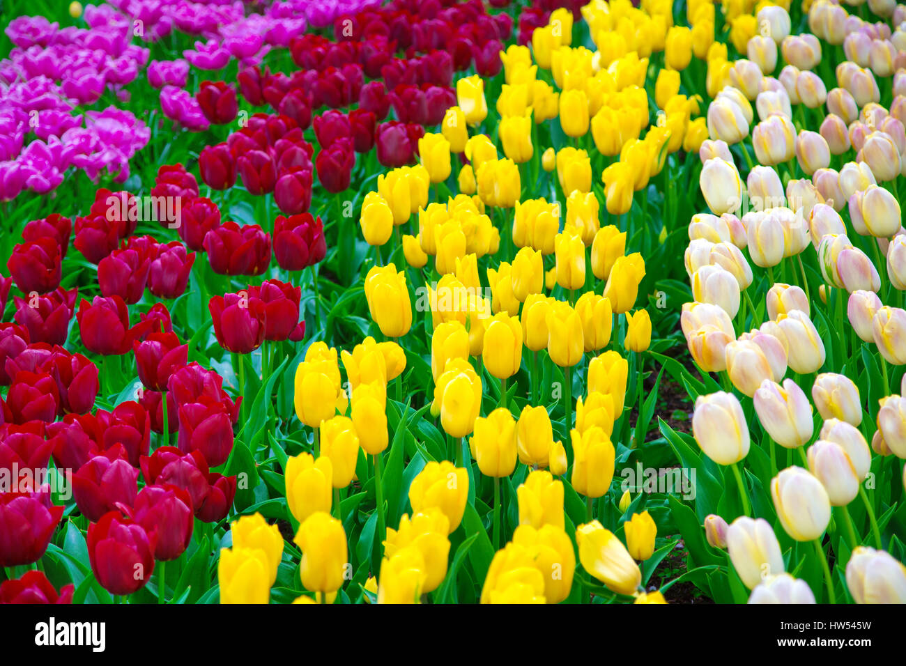 Glade of colorful fresh tulips in the Keukenhof Stock Photo
