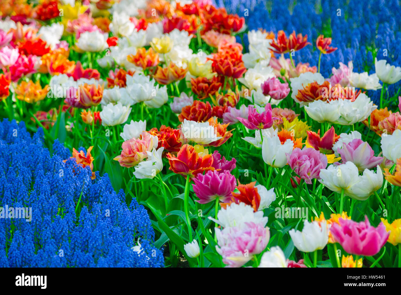 Glade of colorful fresh tulips in the Keukenhof Stock Photo