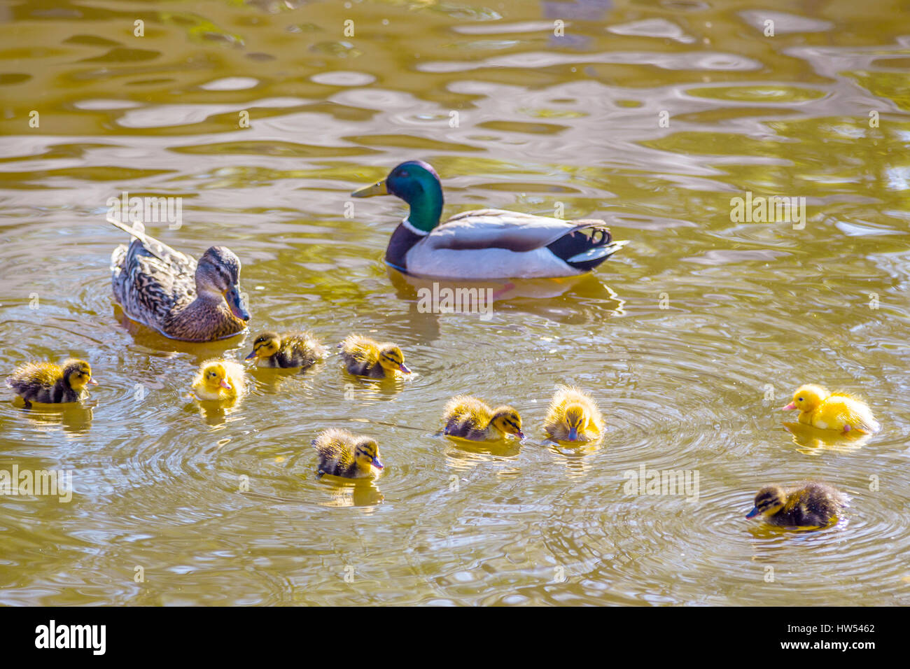 Mother and father duck with ducklings Stock Photo