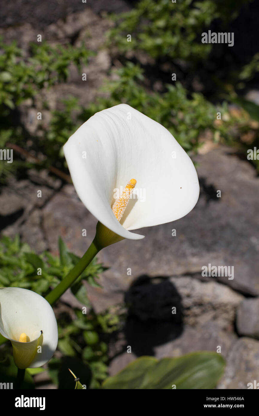 Zantedeschia aethiopica, known as calla lily and arum lily Stock Photo
