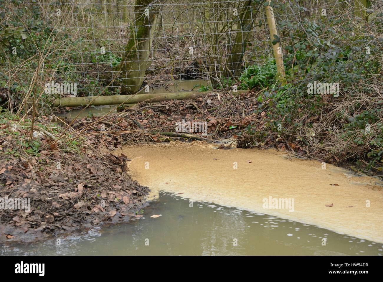 Stagnant water caused by branches blocking flow of stream in the north Oxfordshire village of Hook Norton Stock Photo