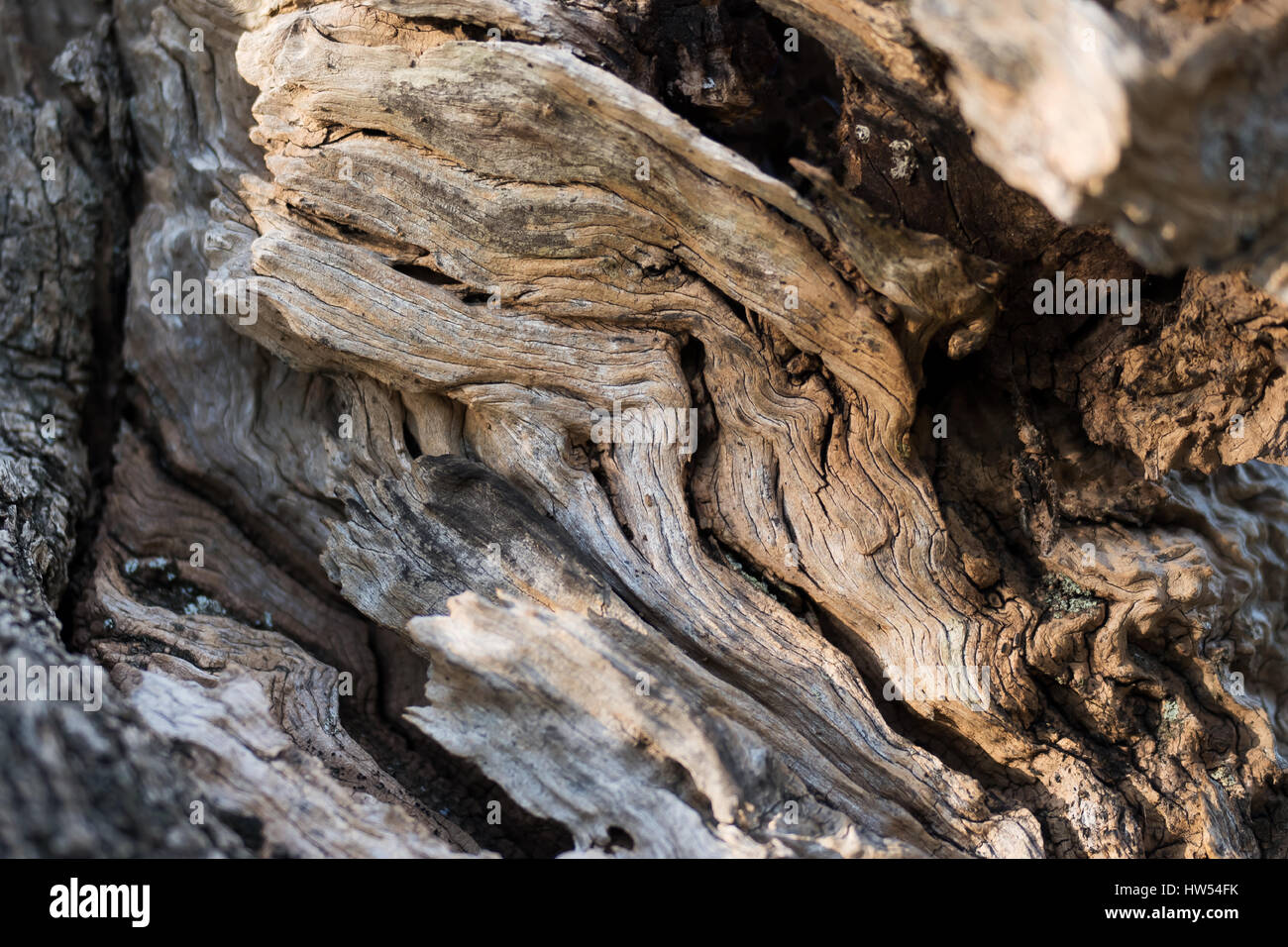 Natural bumpy texture trees hi-res stock photography and images - Alamy