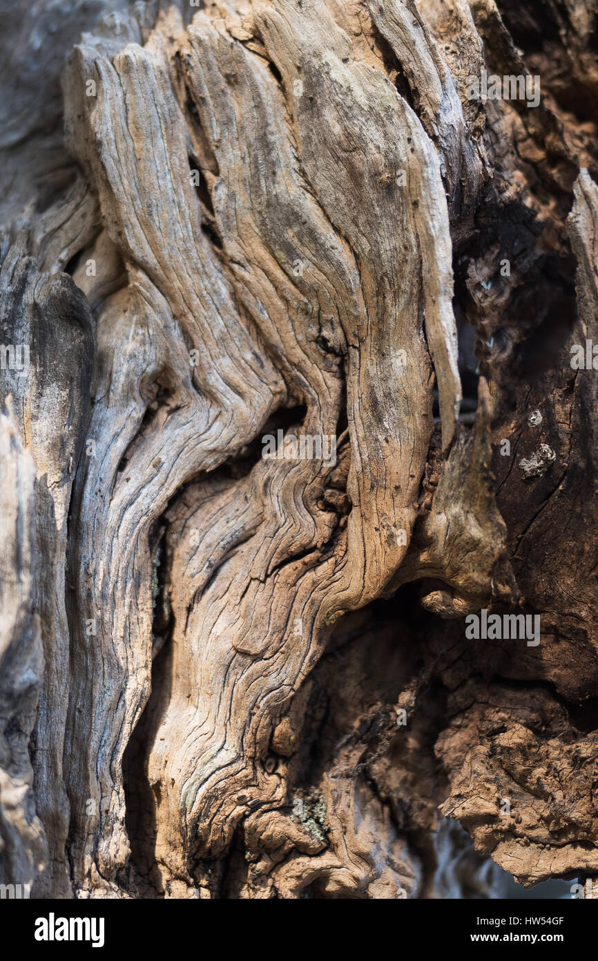 Natural bumpy texture trees hi-res stock photography and images - Alamy