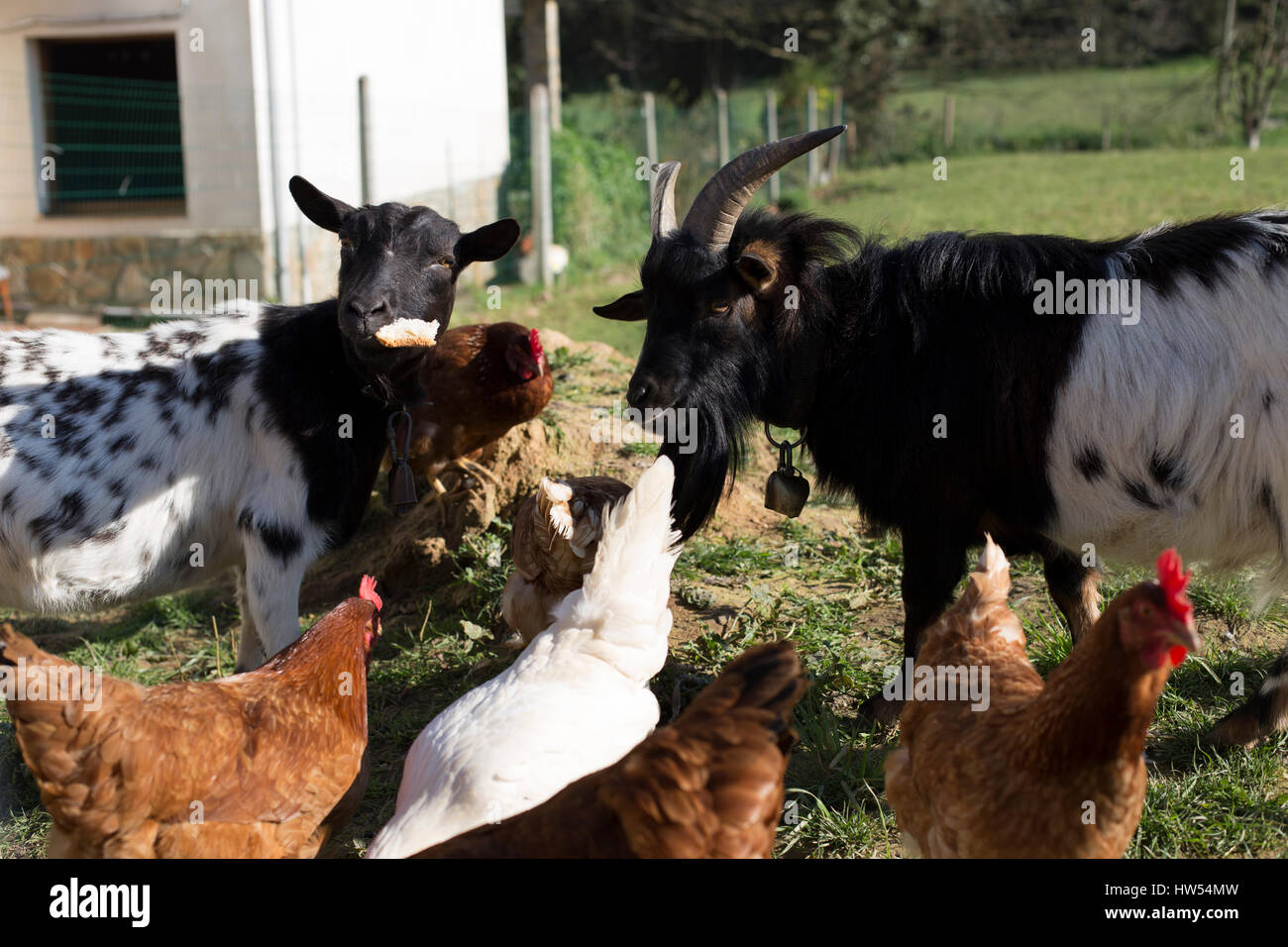 Goats are eating bread with hens Stock Photo Alamy