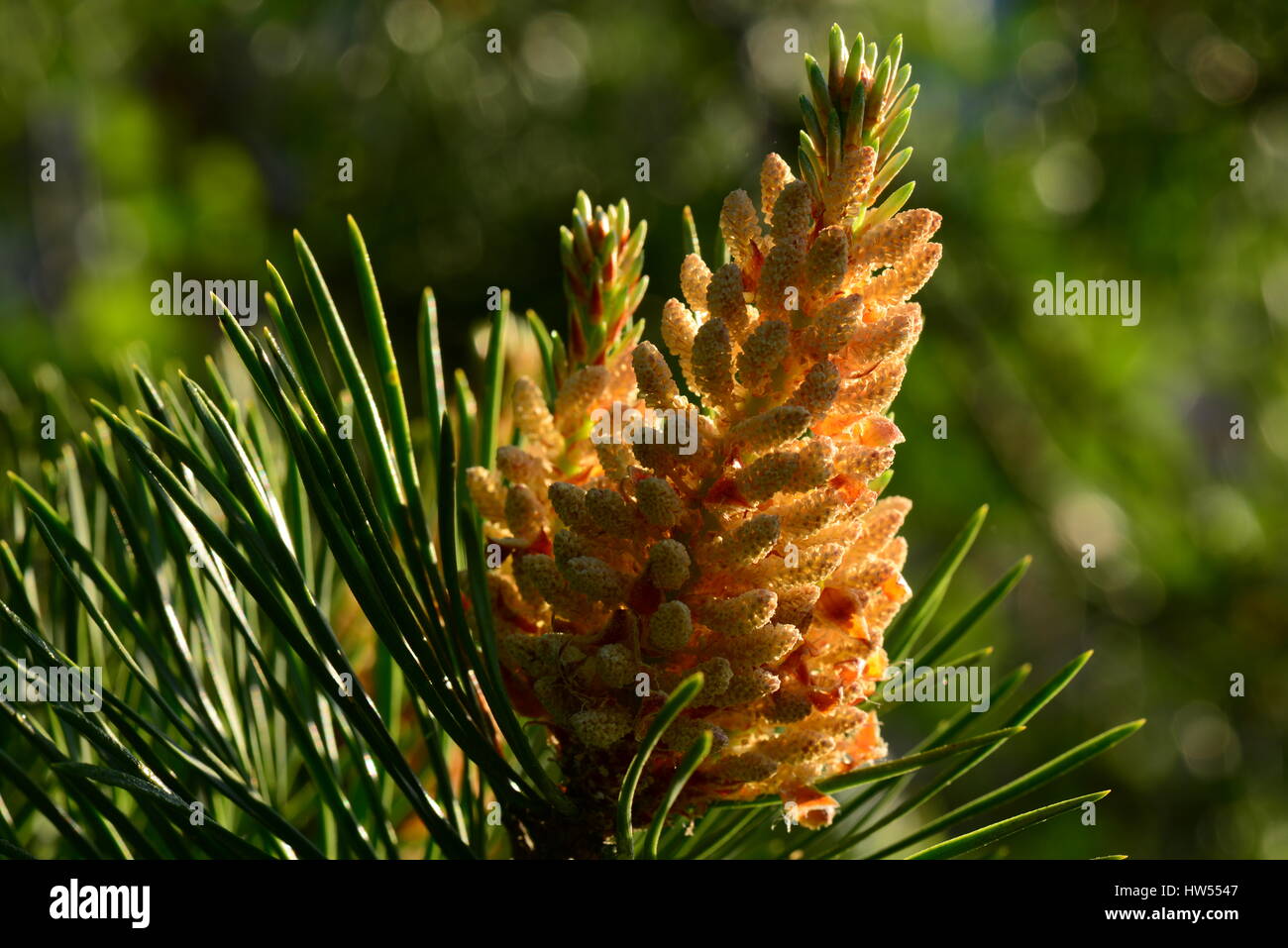 Pine cone blossoms in the spring under the sun light Stock Photo