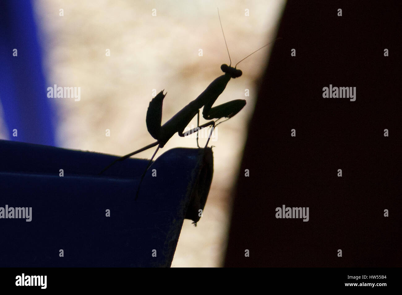 The shadow mantis. Predatory insects. Stock Photo