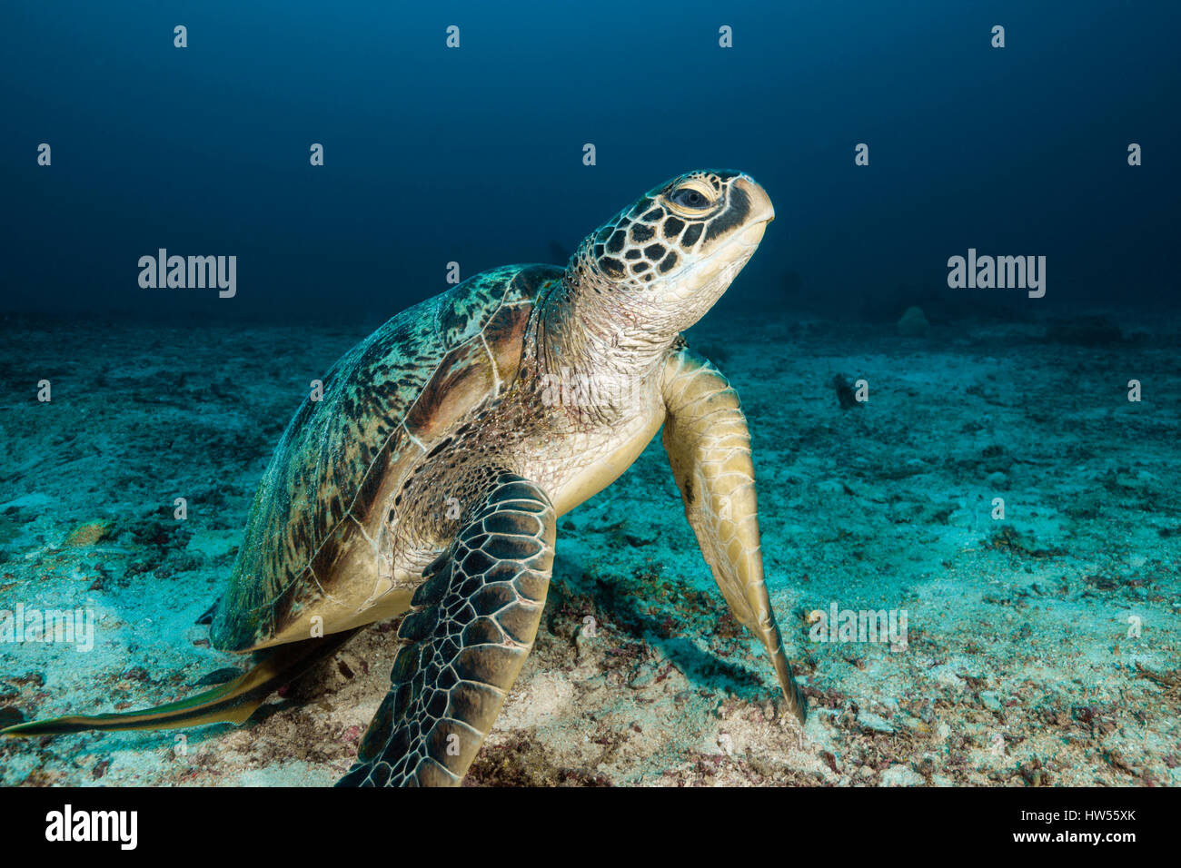 Green Sea Turtle, Chelonia mydas, Raja Ampat, West Papua, Indonesia Stock Photo