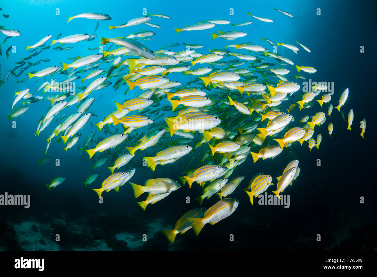 Shoal of Bengal Snapper and Big-eye Snapper, Lutjanus bengalensis, Lutjanus lutjanus, Raja Ampat, West Papua, Indonesia Stock Photo