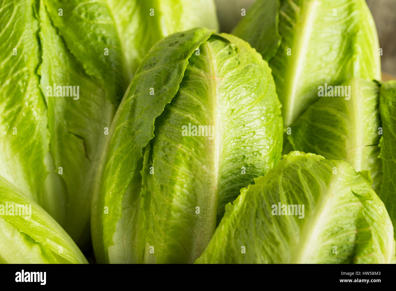 Is Green Romaine Lettuce Good For You at Diana Schmidt blog