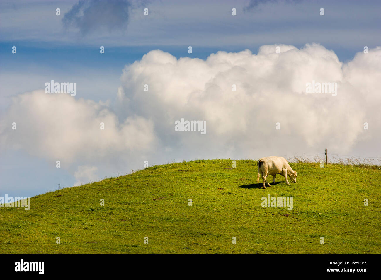 group of cows eating grass on a farmland why clouds on blue sky Stock ...