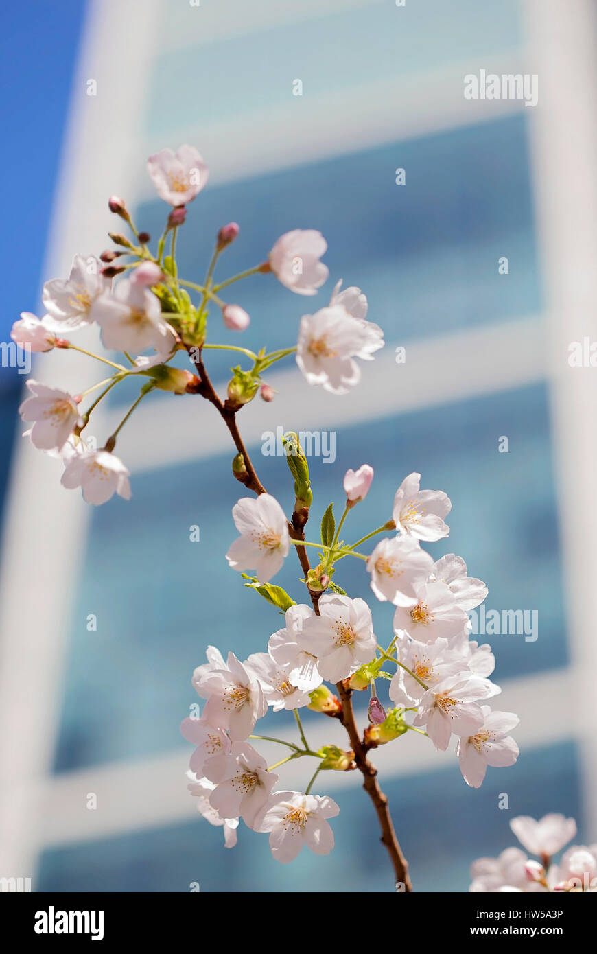 Spring Cherry Blossoms blossom, in Jubilee Park, Canary Wharf, London