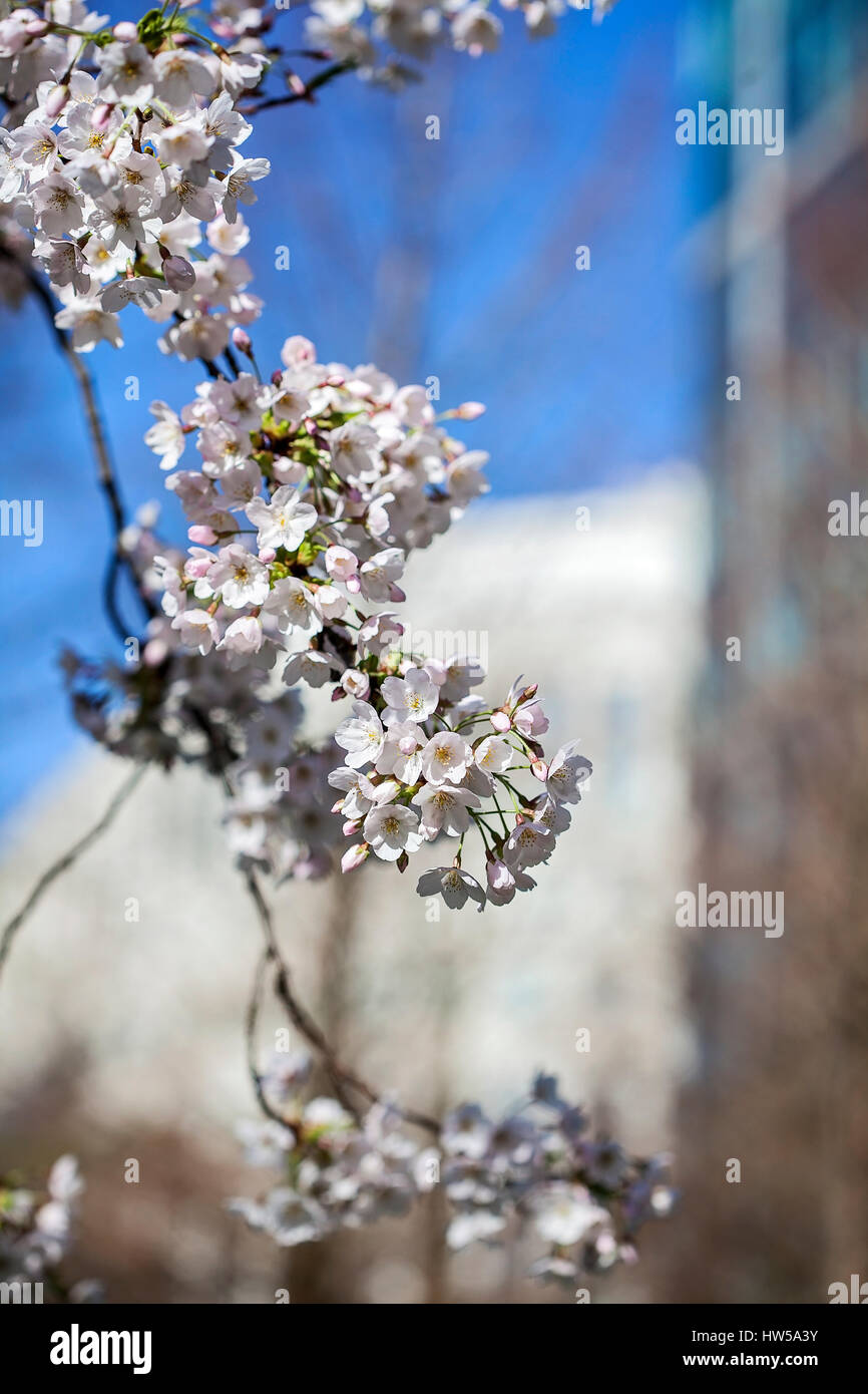 Spring Cherry Blossoms blossom, in Jubilee Park, Canary Wharf, London