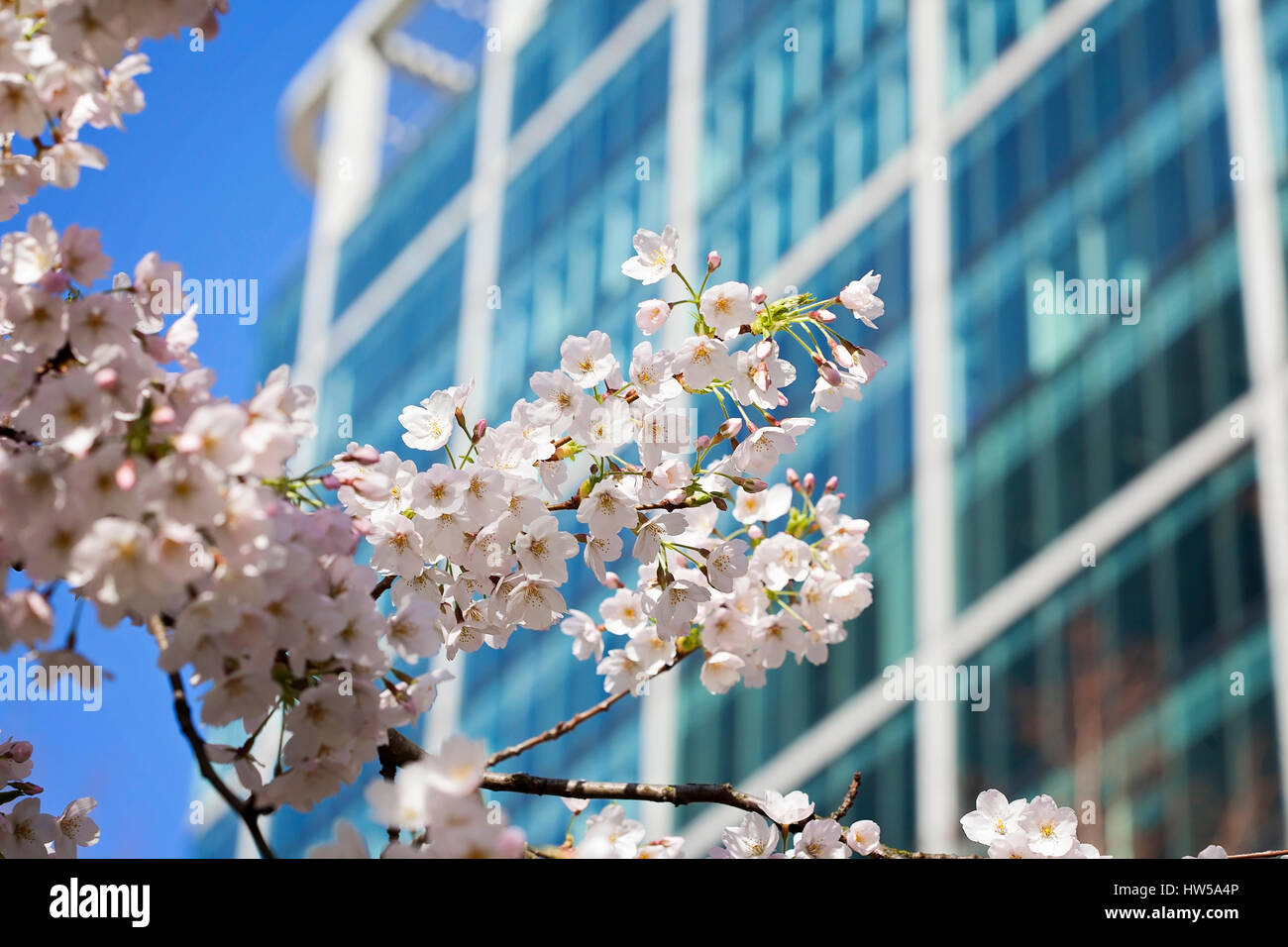 Cherry blossom london hires stock photography and images Alamy