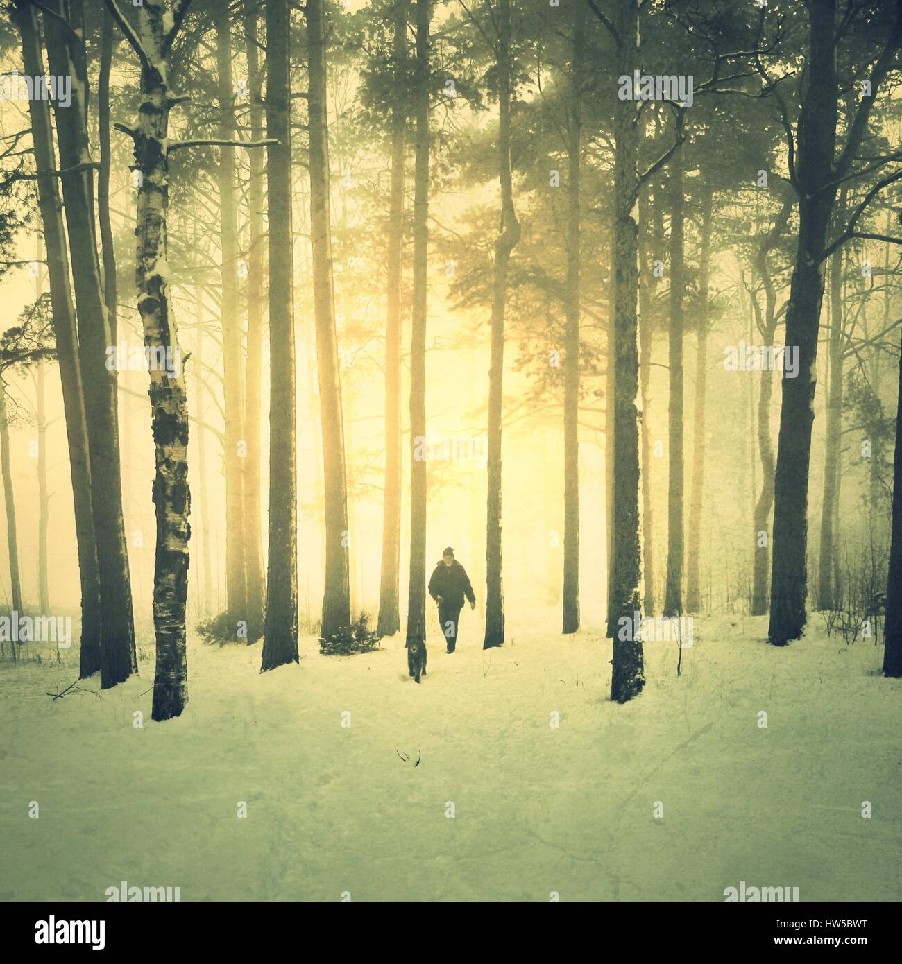 Man walking his dog in the woods in snow, Sweden Stock Photo - Alamy
