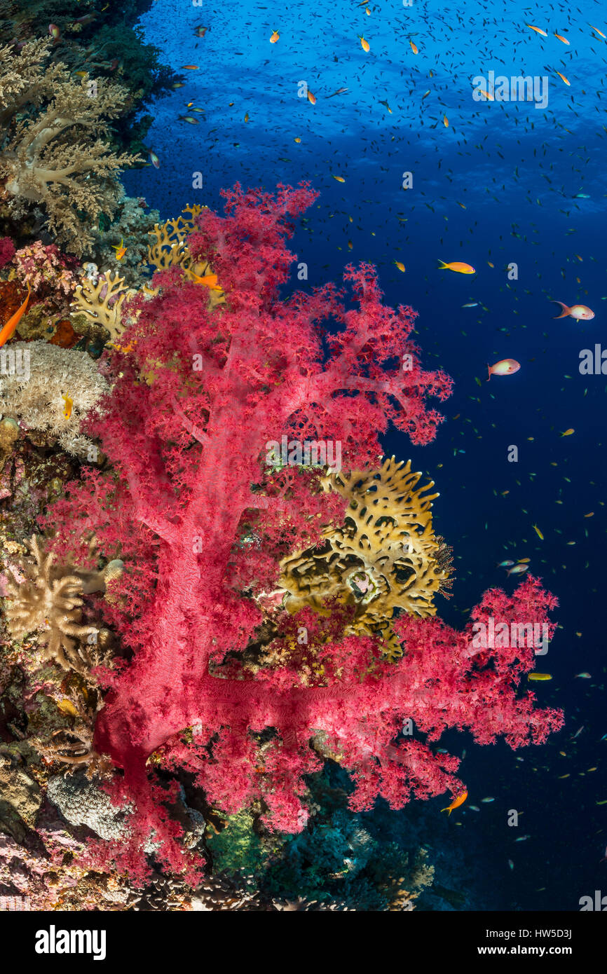 Red Soft Coral, Dendronephthya sp., Elphinstone Reef, Red Sea, Egypt Stock Photo