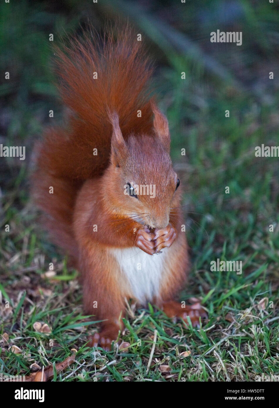 Red Squirrel (sciurus vulgaris) feeding Stock Photo - Alamy