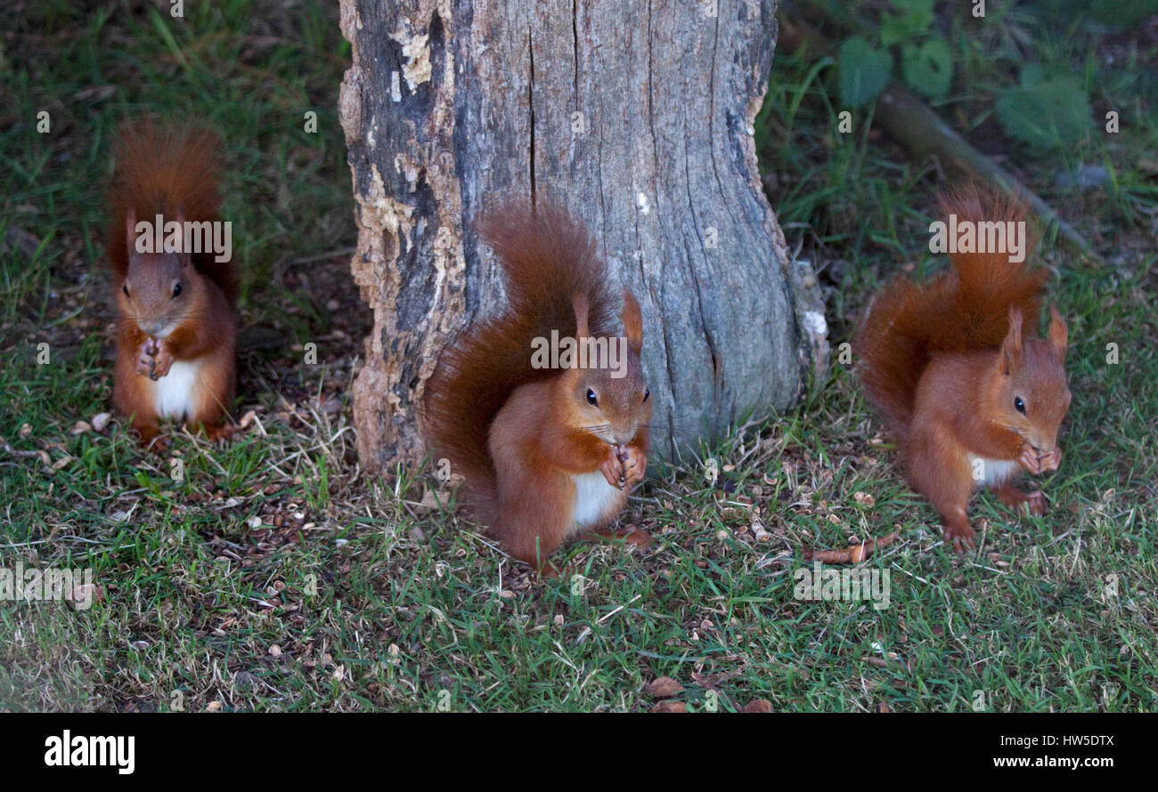 Three Red Squirrels (sciurus vulgaris) feeding Stock Photo