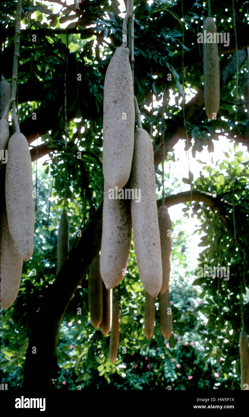 SAUSAGE TREE African tree with a fruit looks like a sausage 1980 Stock Photo