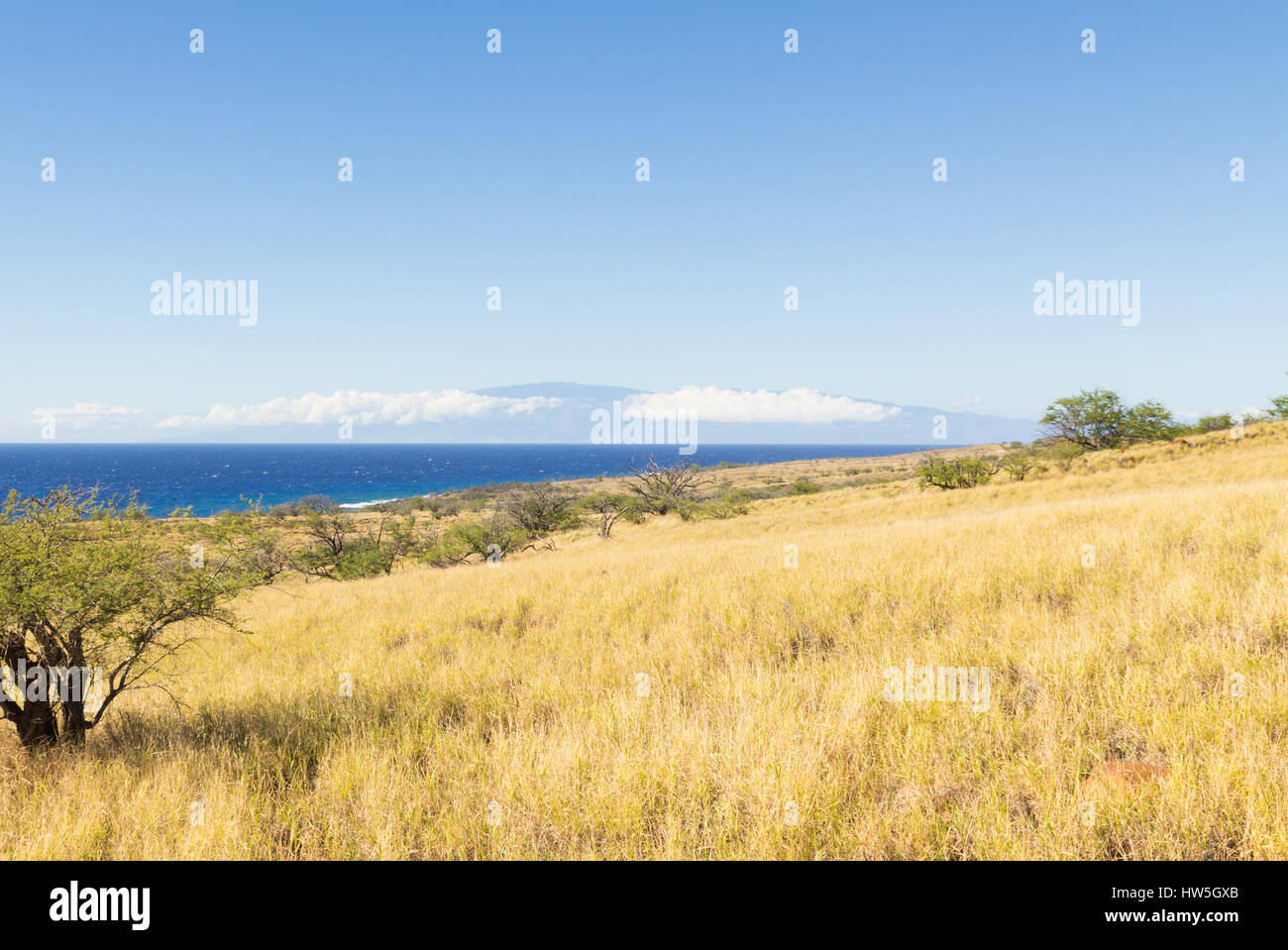 View from the semi desert Kohala grasslands with kaiwe trees on the Big Island of Hawaii, and