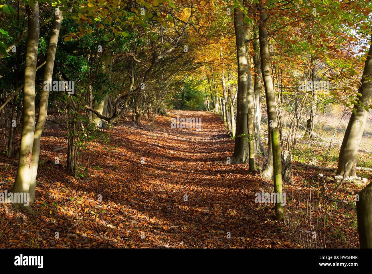 Path through Banstead woods in Surrey, England. Autumn (Fall) colours