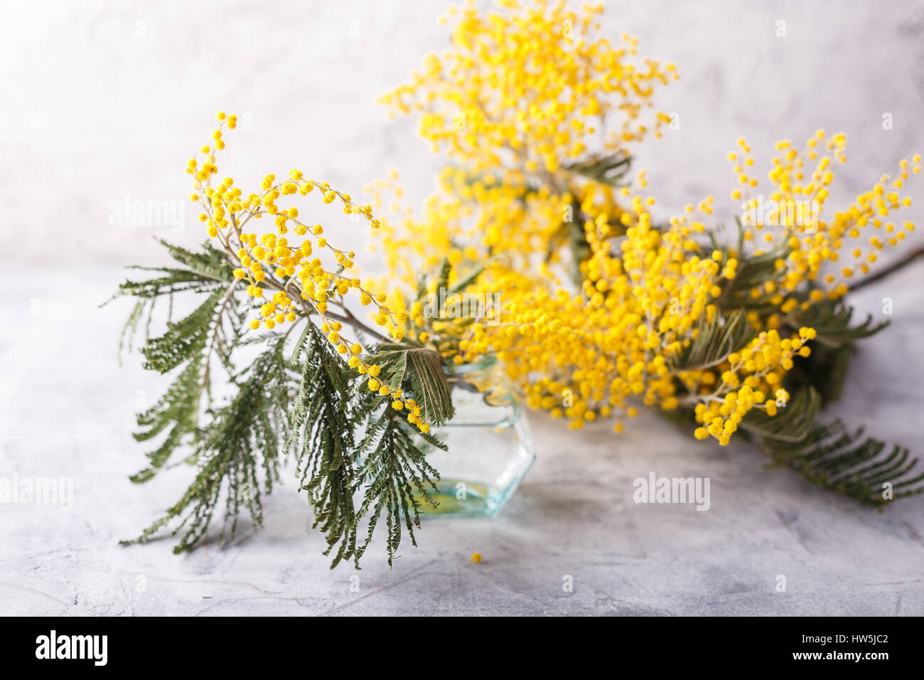 Branch with flowers mimosa in glass bottle on light background Stock Photo