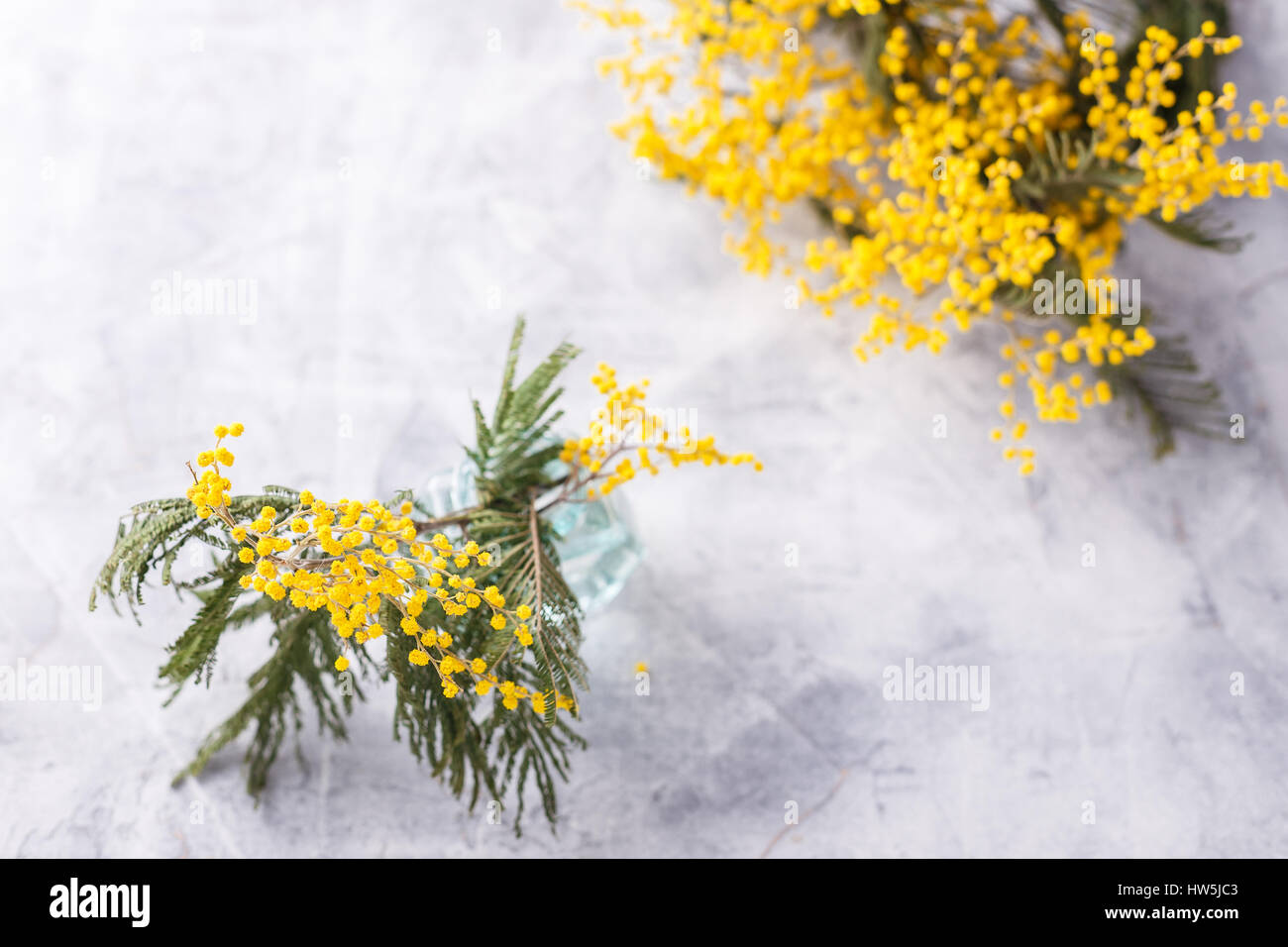 Branch with flowers mimosa in glass bottle on light background Stock Photo