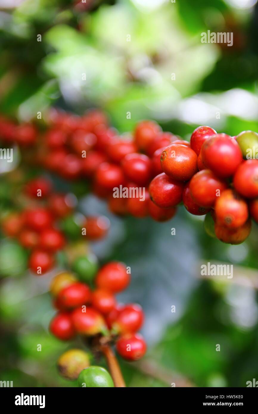 Coffee cherries on a coffee tree in Boquete, Panama 1/4 Stock Photo Alamy