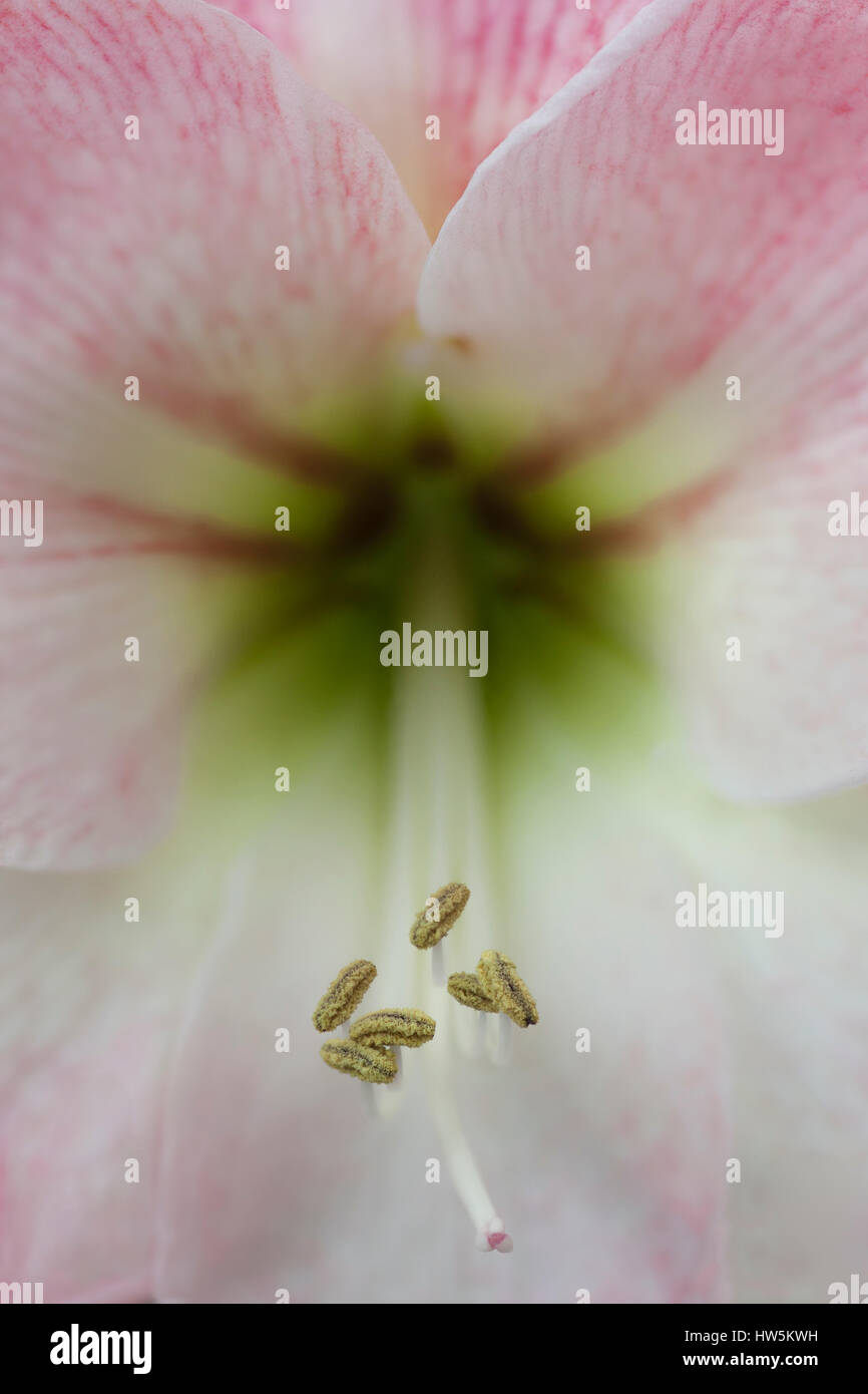 Close up view of the flower of an Amaryllis Stock Photo