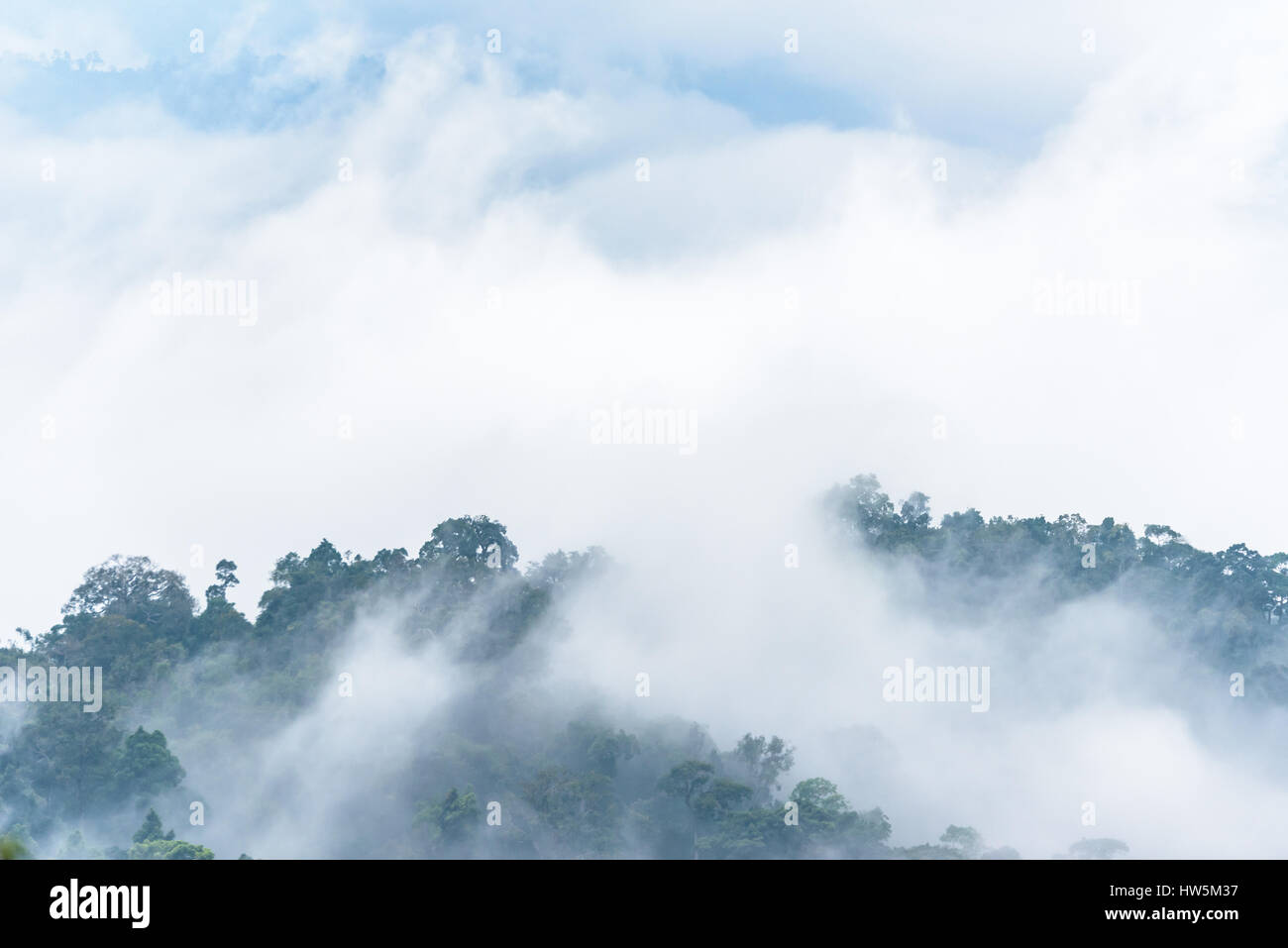Fog's dust all around make focus soft on tree and feel fressh. National park in Thailand have exuberant forest. Stock Photo