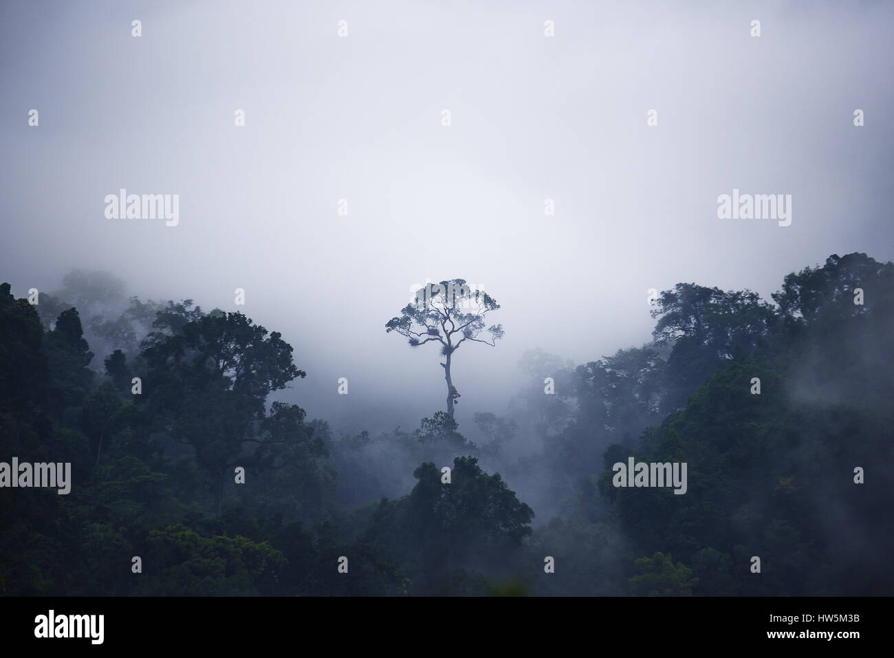 Unique one tree is outstanding from the other trees in the jungle that around with fog. Stock Photo