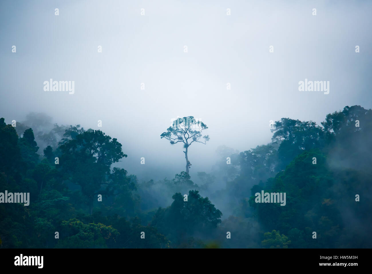 Unique one tree is outstanding from the other trees in the jungle that around with fog. Stock Photo