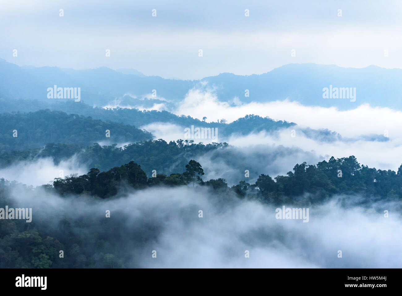 Fog's dust all around make focus soft on tree and feel fressh. National park in Thailand have exuberant forest. Stock Photo