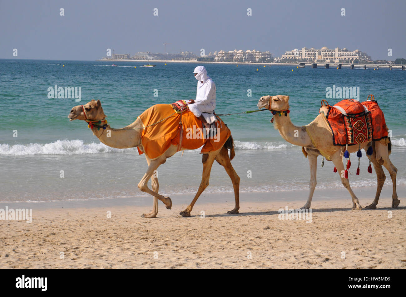 Camel riding on Marina beach in Dubai - great travel destination Stock Photo