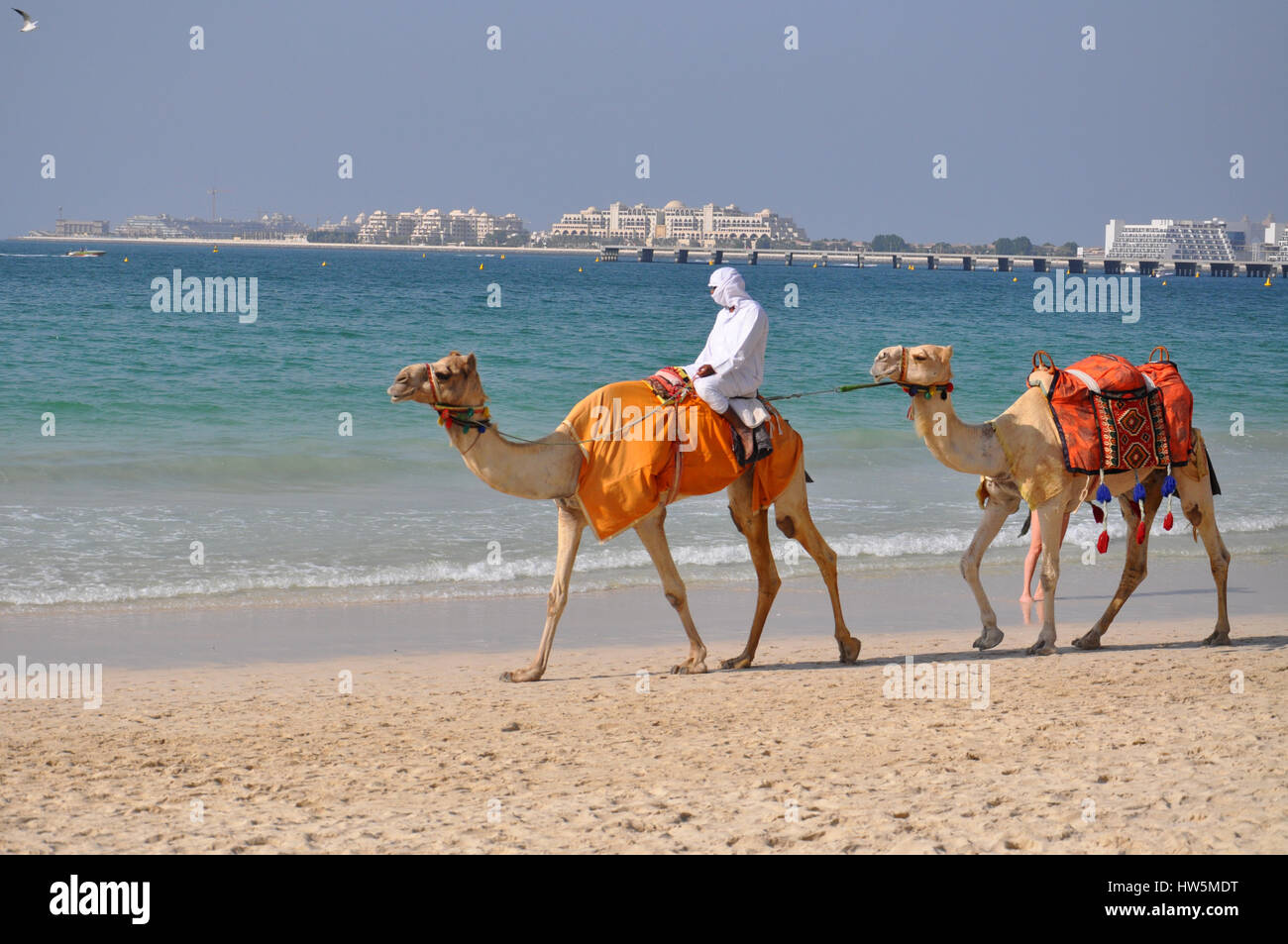 Camel riding on Marina beach in Dubai - great travel destination Stock Photo