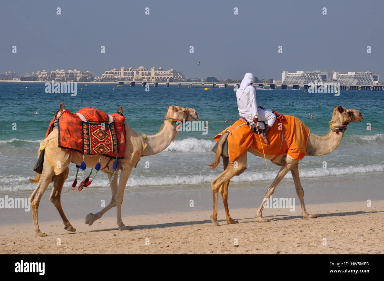 Camel riding on Marina beach in Dubai - great travel destination Stock Photo