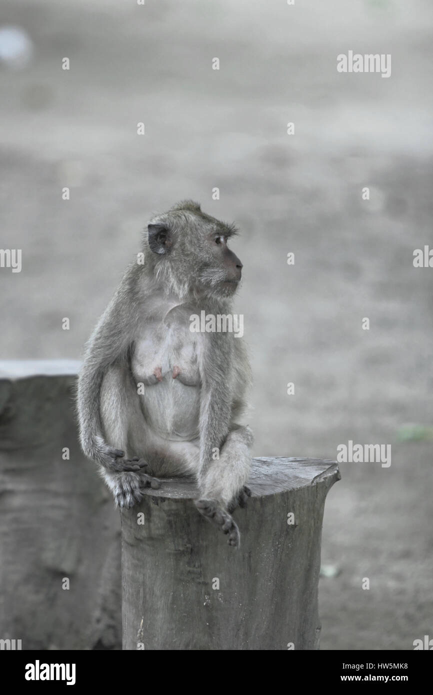 grey monkey long tail Macaca fascicularis Stock Photo