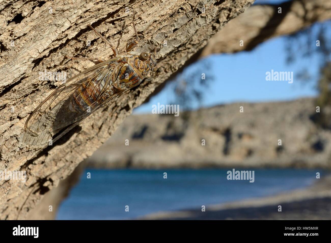 Cretan cicada (Cicada cretensis) on a Tamarisk (Tamarix sp.) tree trunk on a beach, Crete, Greece, July. Stock Photo