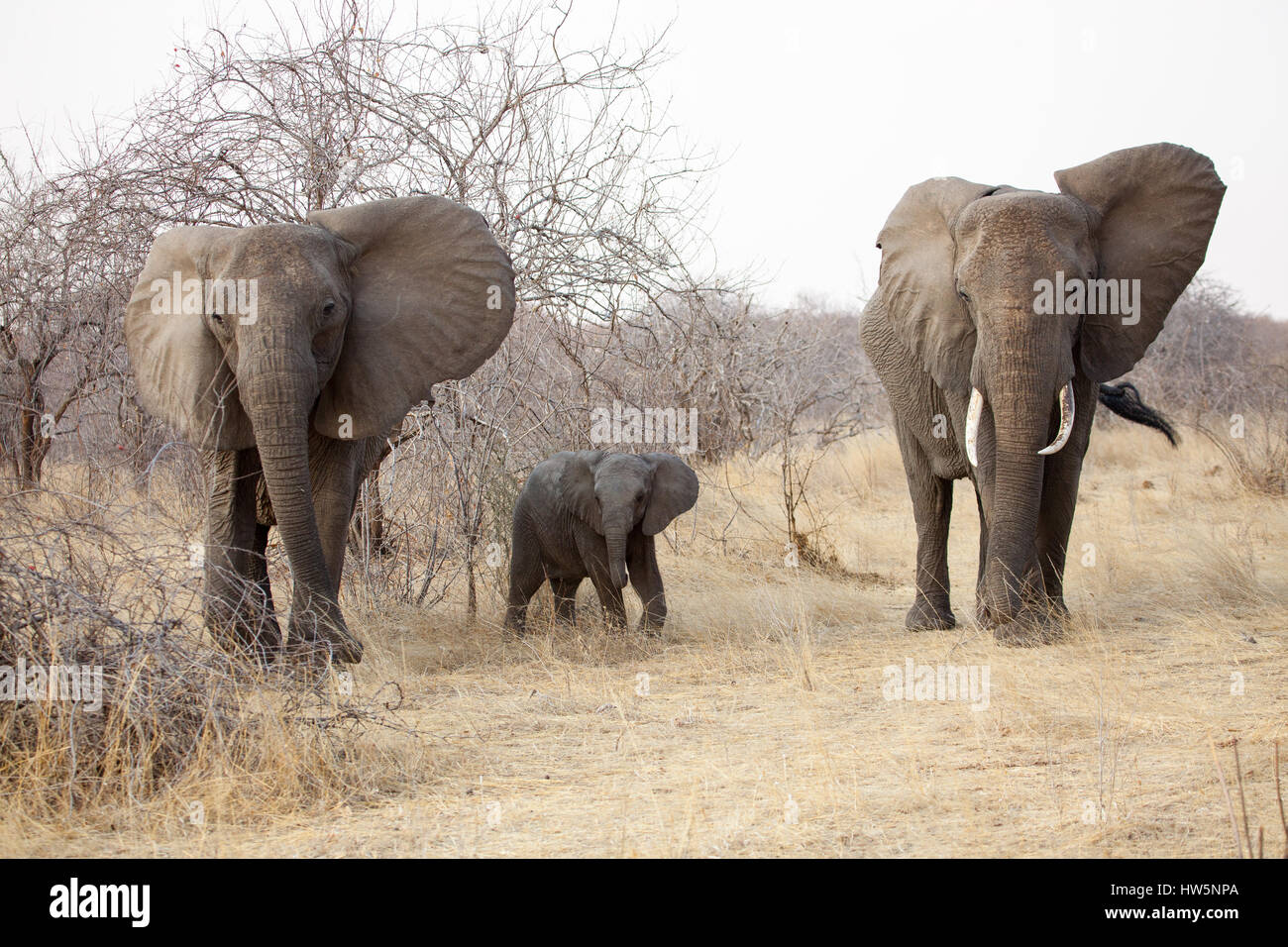 elephants with calf Stock Photo - Alamy