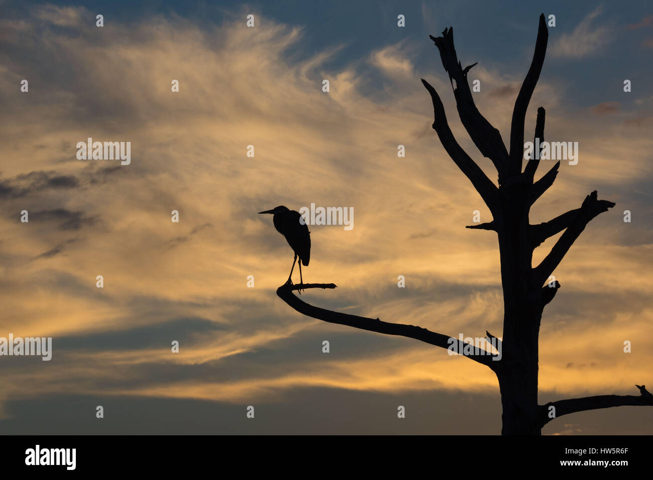 Great Blue Heron silhouetted against the stormy sky. Stock Photo