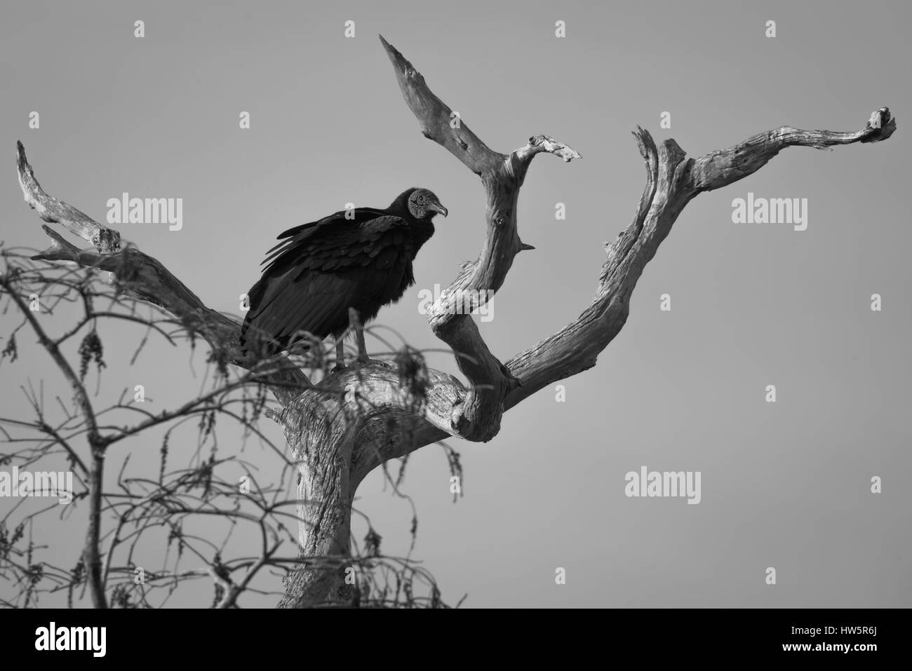 Black Vulture perched on a snag against the sky Stock Photo