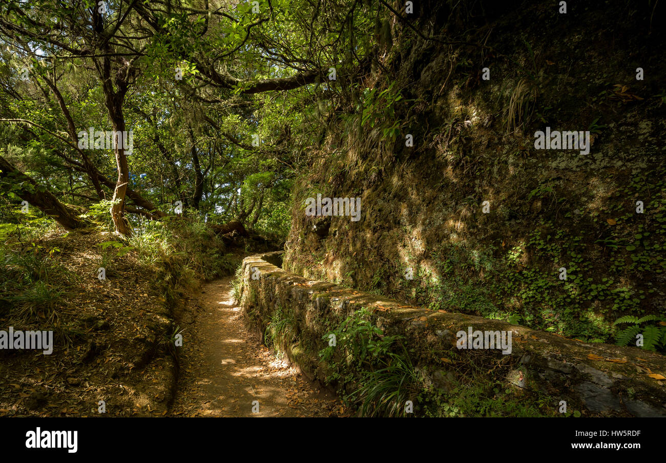 Pathway in rain forest on Madeira. There is wall covered with moss which secures stream of water used for cultivating lower plains. Stock Photo