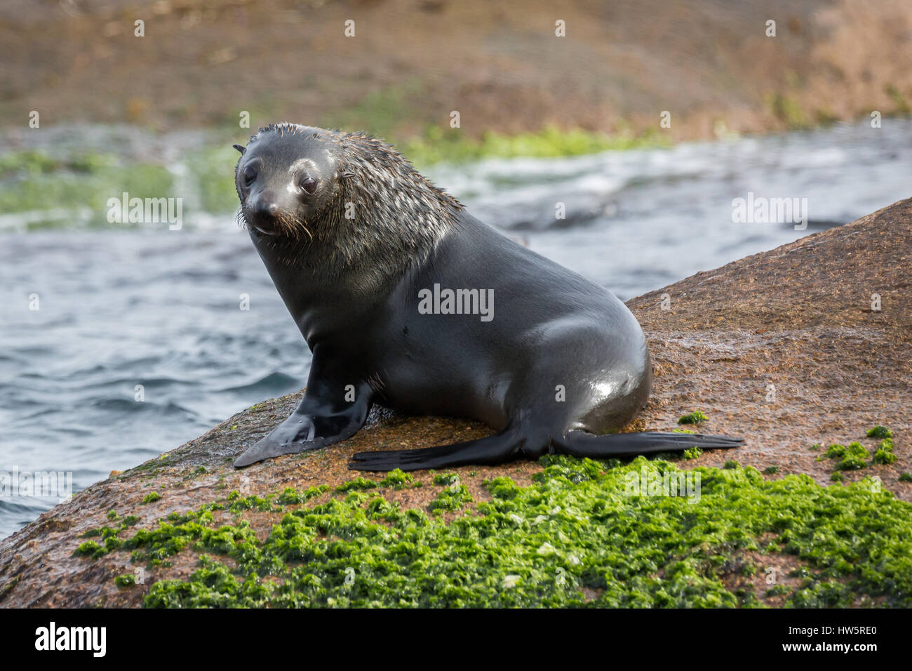 Australian Fur Seal Arctocephalus Pusillus Hi res Stock Photography And 