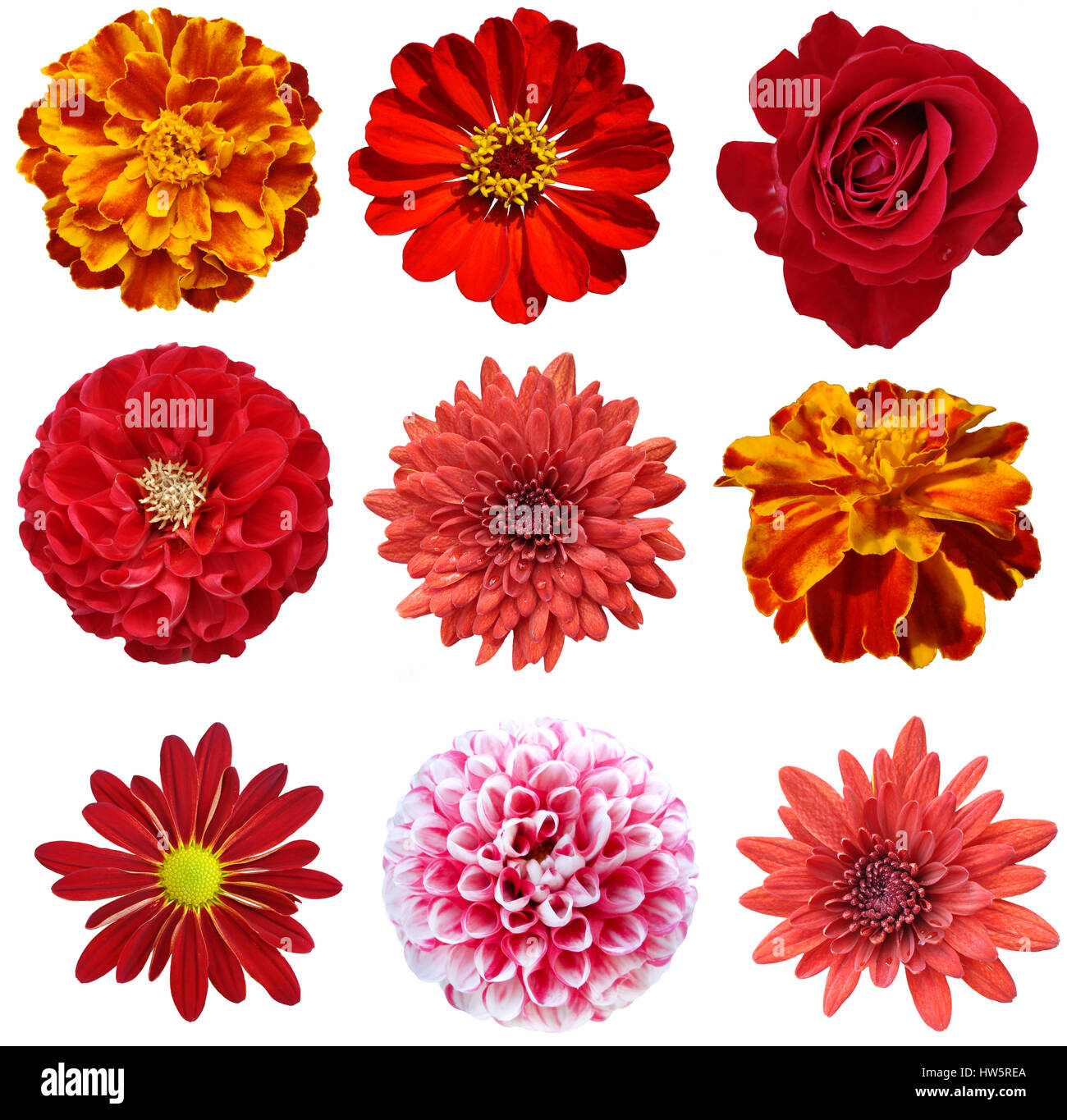 Collage of flowers hi-res stock photography and images - Alamy