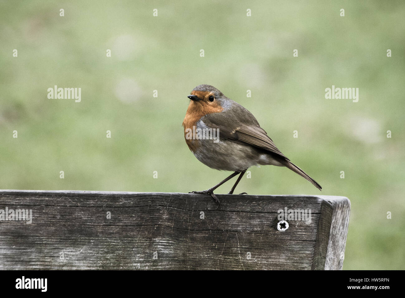 European robin perched on a wooden fence post Stock Photo