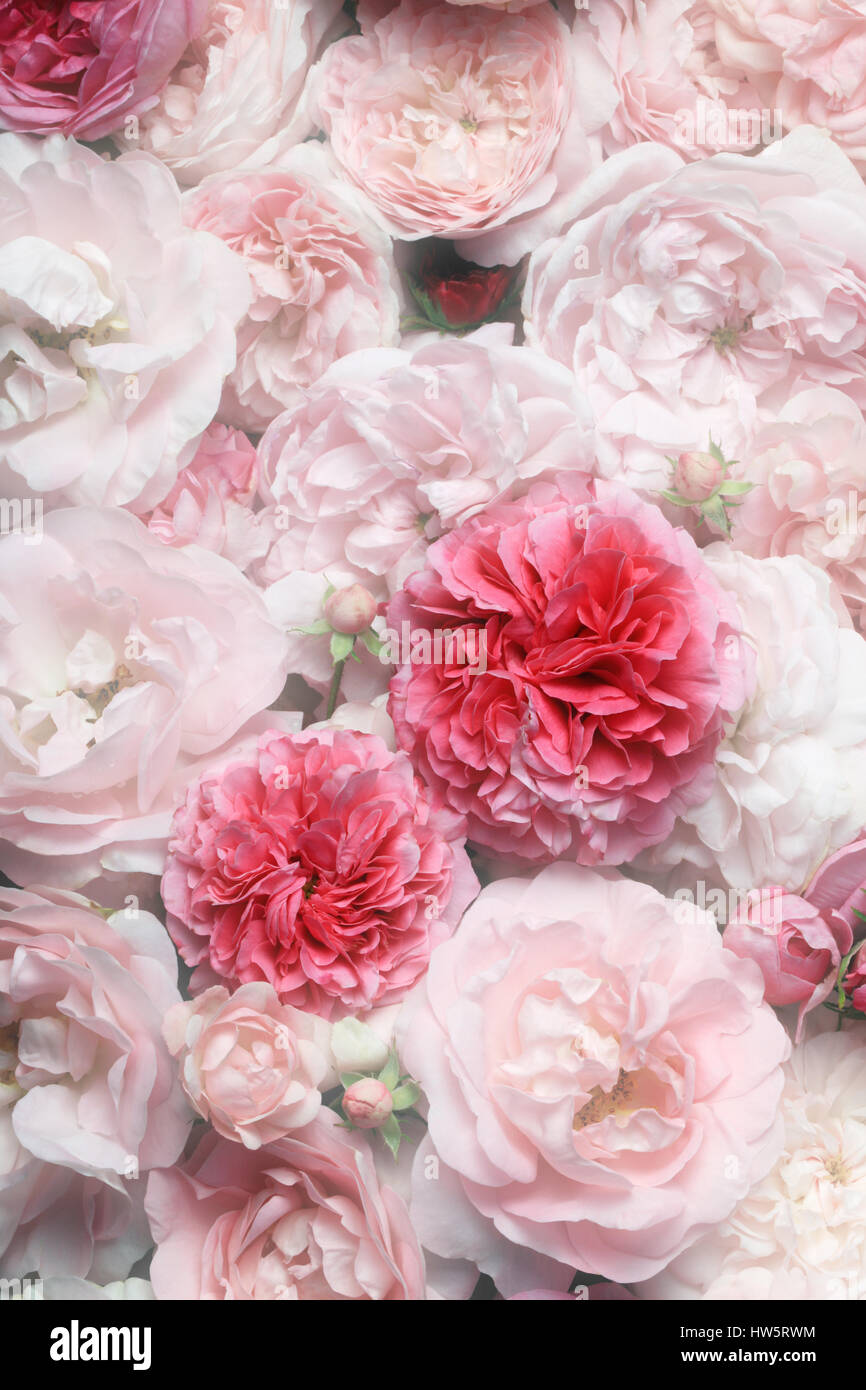 Image of pink vintage roses background texture Stock Photo Alamy