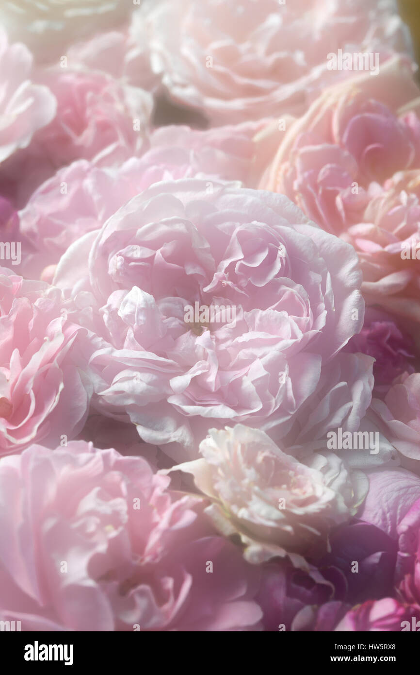 Image of pink vintage roses background texture Stock Photo