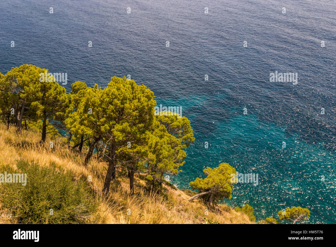 Maritime pines along the Cilento coast, Campania, Italy Stock Photo - Alamy
