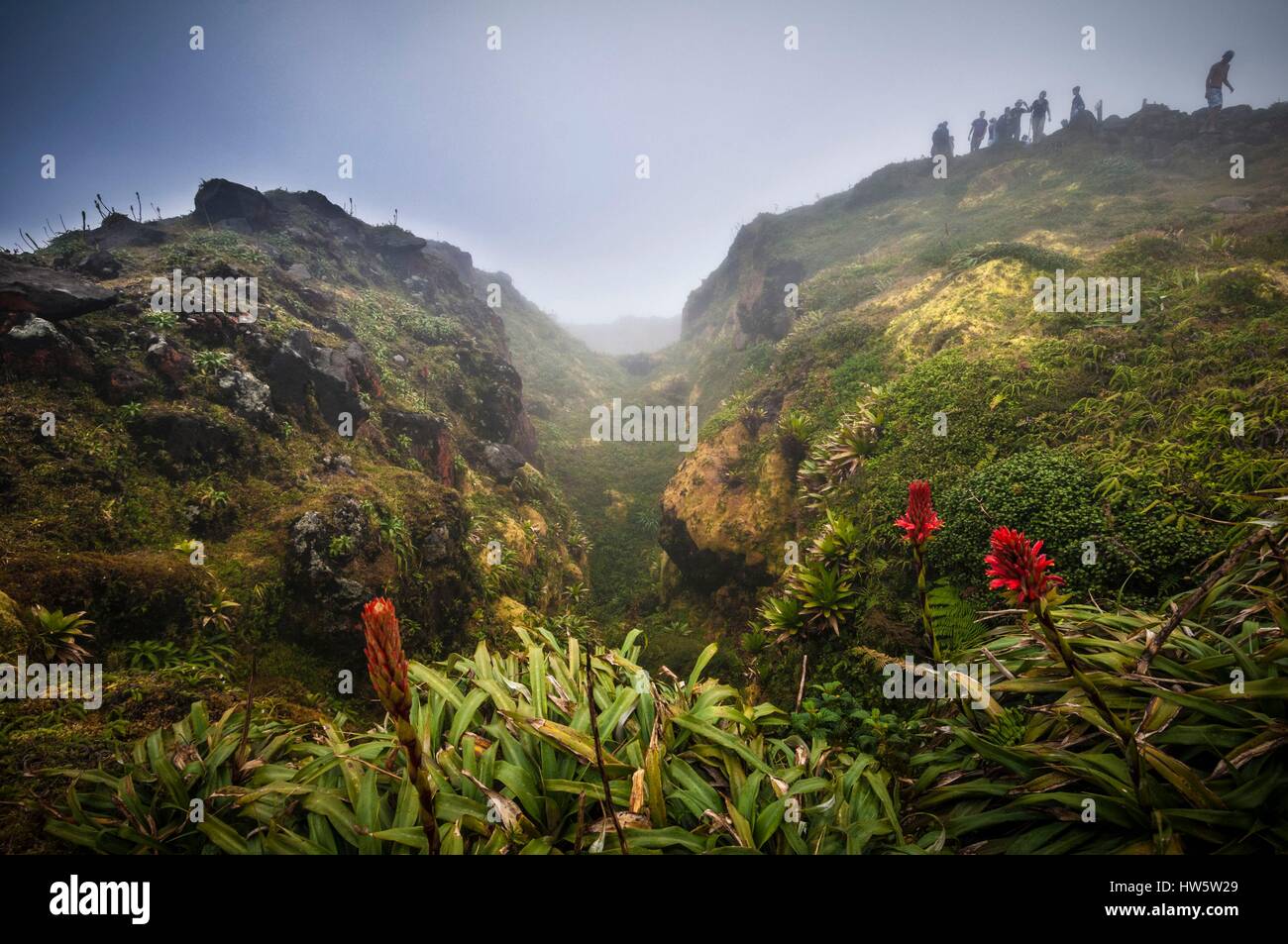 France, Guadeloupe (French West Indies), Basse Terre, Saint Claude, La Soufriere, Leading pineapple red mountain Pitcairnia bifrons, a plant of the family of native bromeliads Lesser Antilles here in 1467 m above sea level at the top fogged La Soufriere, Nicknamed the vie madanm in Guadeloupean Creole or the old lady in French, La Soufriere is an active volcano located in the national park Stock Photo