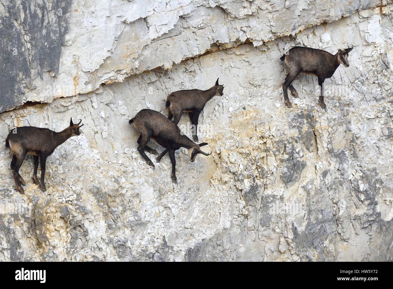 France, Doubs, Mathay, Chamois (Rupicapra rupicapra), females and their young evolving cliff in a quarry still in operation Stock Photo